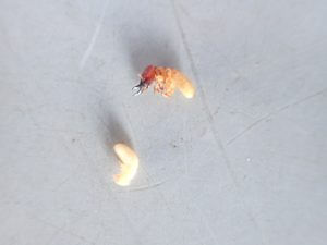 アメリカカンザイシロアリ　幼虫　横向き