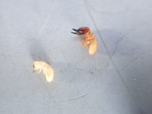 アメリカカンザイシロアリ　幼虫