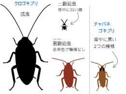 横浜市で大発生中のゴキブリの種類と特性