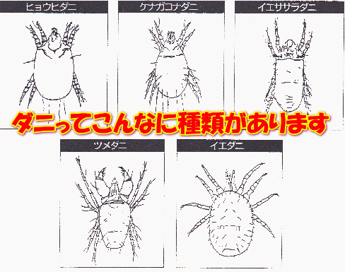 ダニ種類