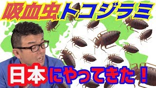 トコジラミ紹介動画