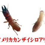 アメリカカンザイシロアリ