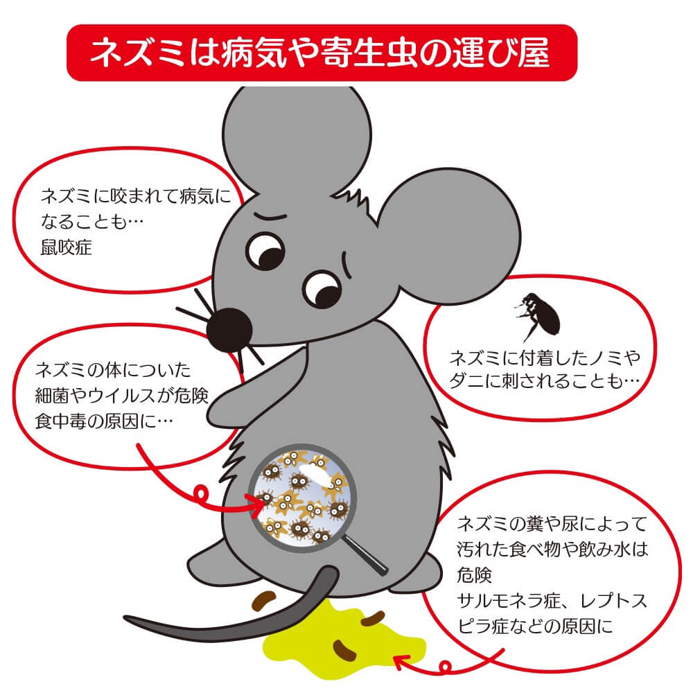 感染症の原因となる為ネズミは絶対に駆除しましょう ネズミは病気や寄生虫の運び屋