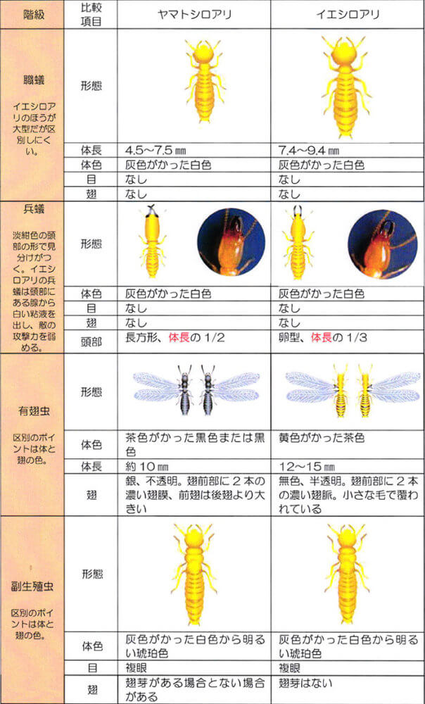 シロアリの生態（基礎知識）～良く作られた階級ごとの役割と行動パターンについてご紹介します～