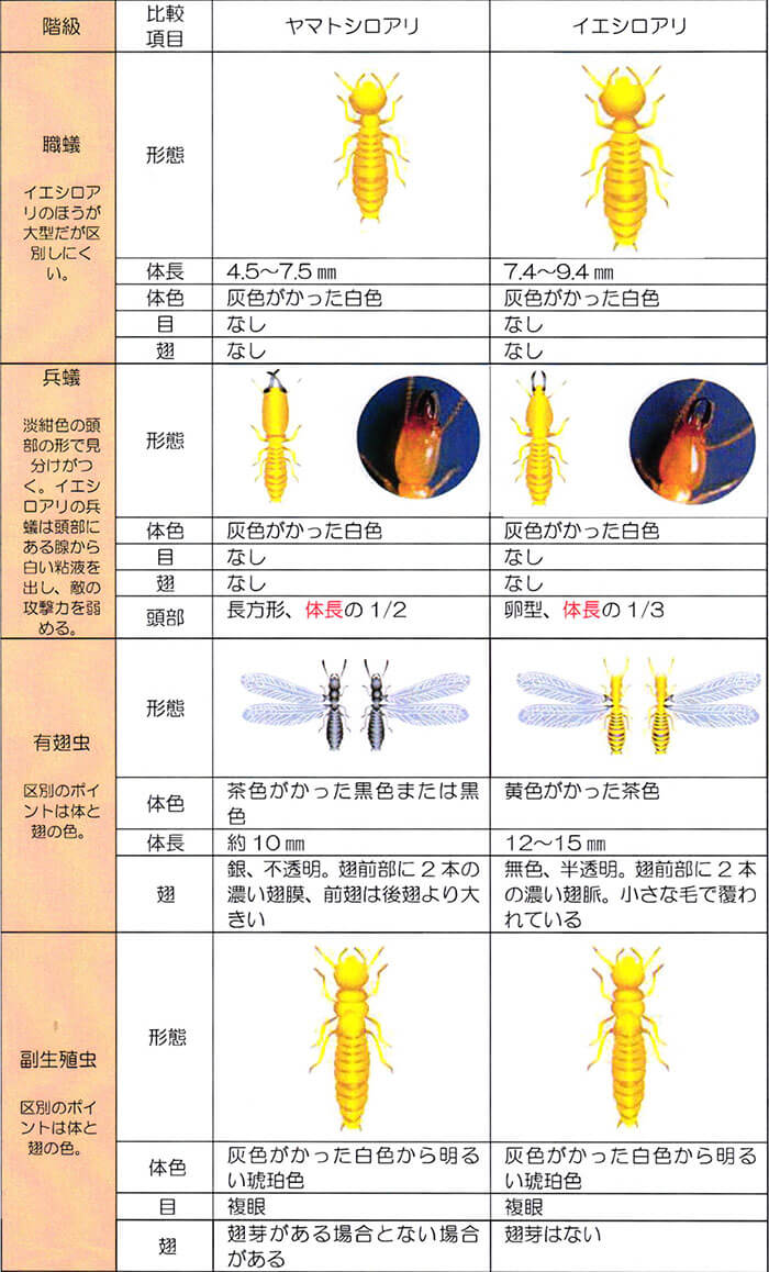 ヤマトシロアリとイエシロアリの比較