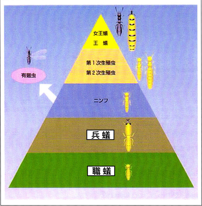 シロアリの社会組織図