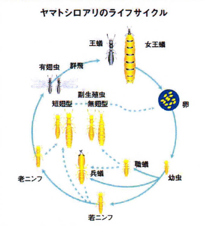 シロアリの生態（基礎知識）～良く作られた階級ごとの役割と行動パターンについてご紹介します～