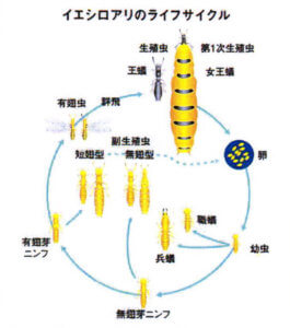 イエシロアリのライフサイクル