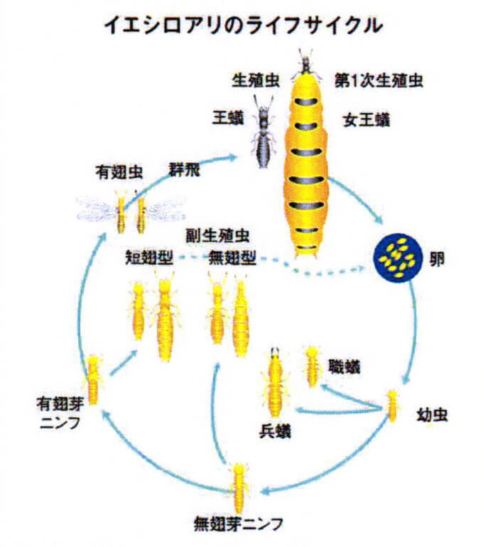シロアリの生態（基礎知識）～良く作られた階級ごとの役割と行動パターンについてご紹介します～