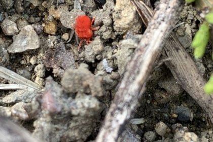 ダニとよく似ている害虫お教えします シバンムシ チャタテムシ カツオブシムシ タカラダニ