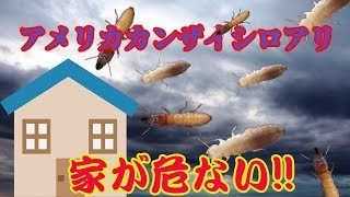 史上最強のシロアリが襲ってくる　動画サムネイル