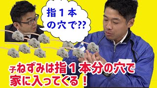 子ネズミは指1本分の穴で家に入ってくる　動画サムネイル