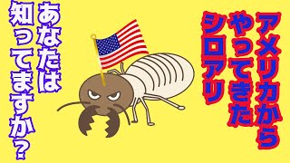 アメリカからやって来たシロアリ　動画サムネイル