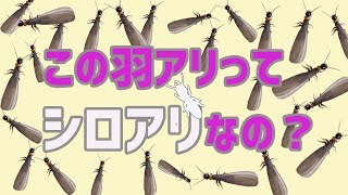 この羽アリってシロアリ　動画サムネイル　サム