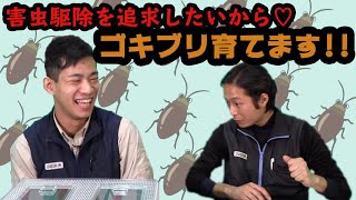 ゴキブリを飼い始めたダスキンスタッフ　動画サムネイル