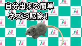 自分で出来る簡単ネズミ駆除　動画サムネイル