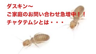 ダニとよく似ている害虫お教えします シバンムシ チャタテムシ カツオブシムシ タカラダニ