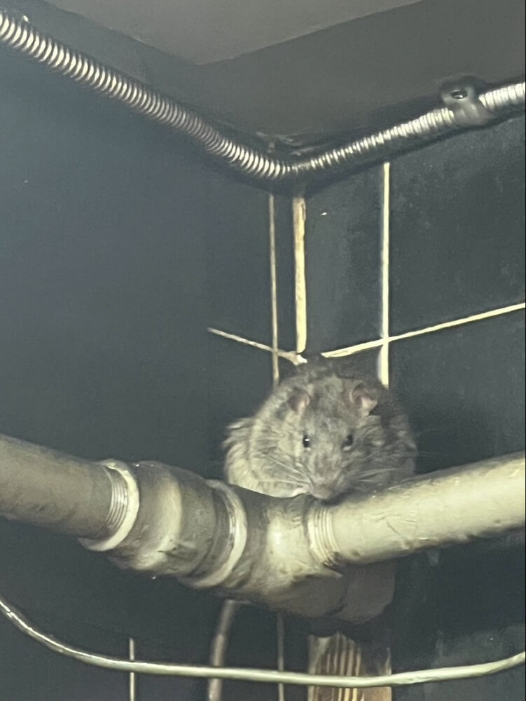 作業中に遭遇したネズミ（現場撮影）